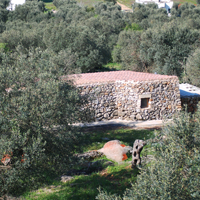 Die Liama zwischen den Olivenbäumen