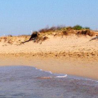 Les dunes de la plage de Pescoluse (zone protégée)